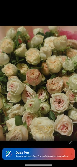 кустовые розыыяы