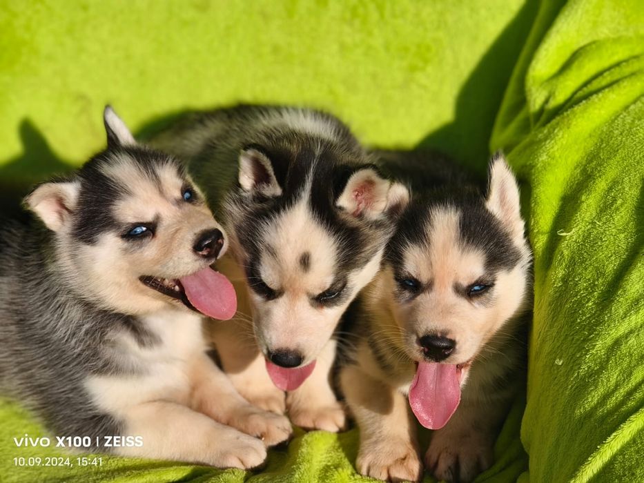 Хаски голубые глазки