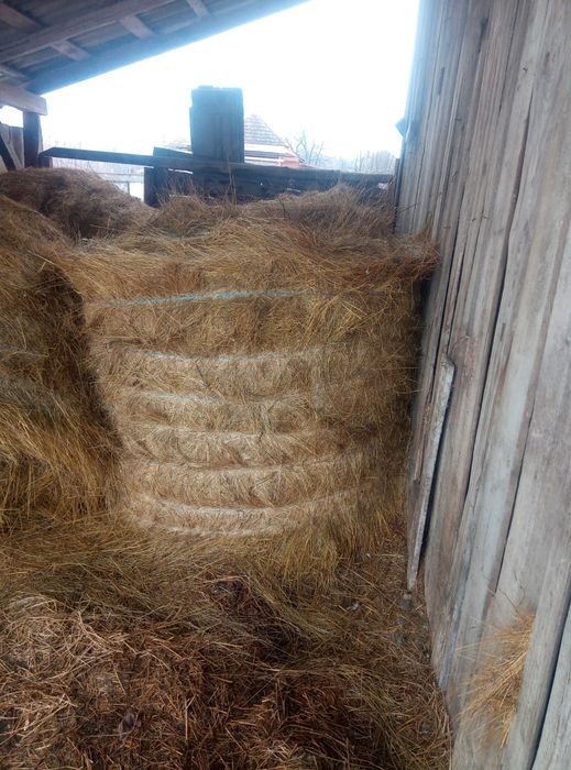 Vând grâu și fân!