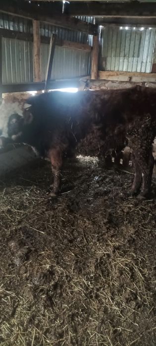 Продам быка 1.5 стоит на откормле