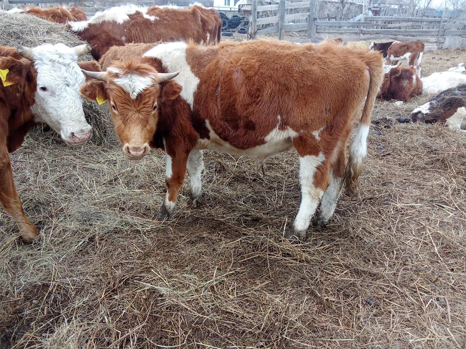 Быки бұқа крс бычки