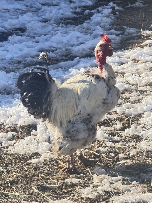 Әтеш сатылады 9 айлық