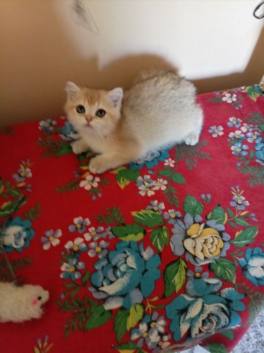 Продаются котята