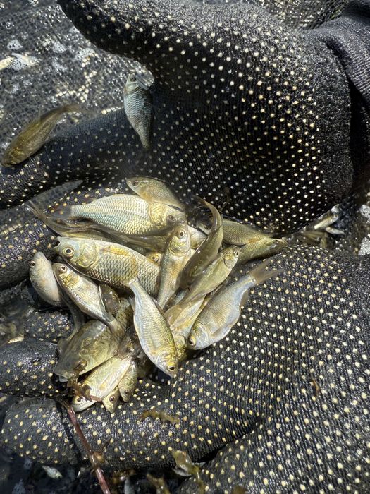 Малёк карпа амура толстолоьа