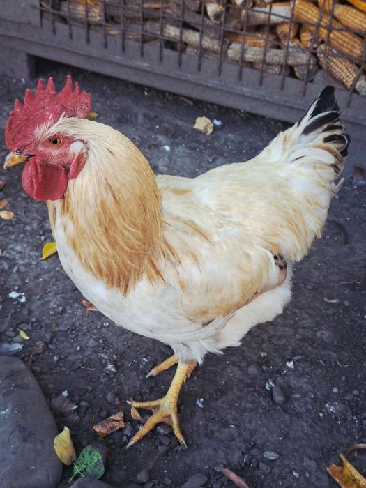 Cocosi tineri rasa mixta