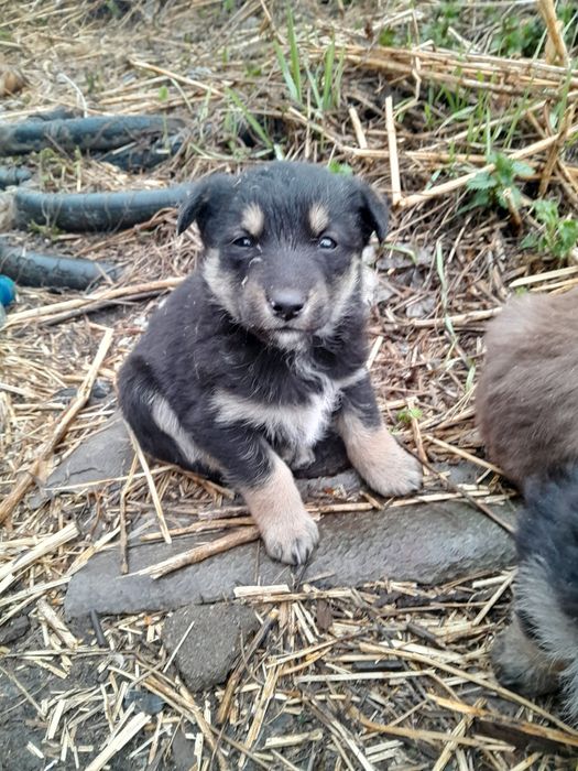 Отдам щенят в хорошие руки