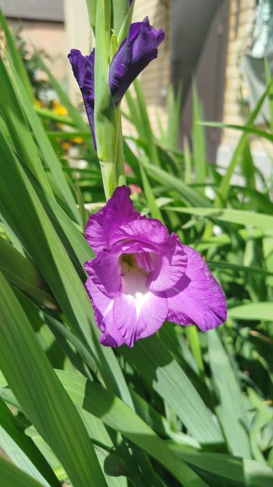 Луковицы гладиолусов