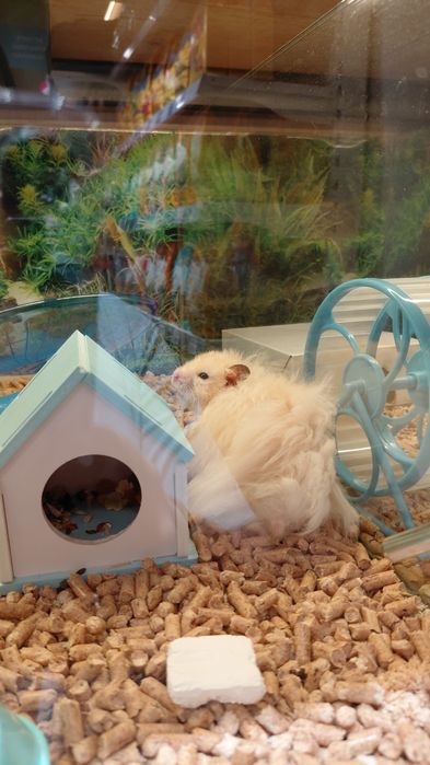 Хомяки из Зоомагазина