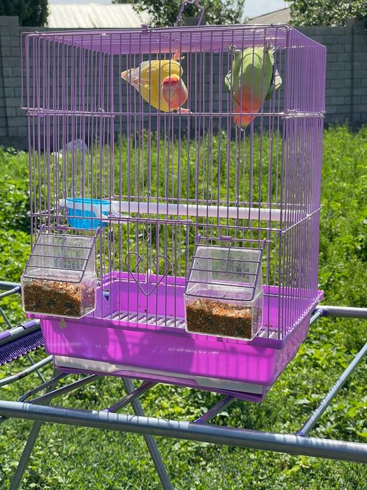 Продам пара попугай  папугай неразлучники