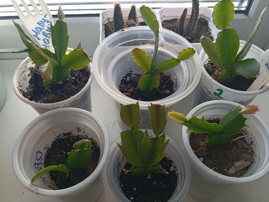 Продам декабристы шесть разных сортов