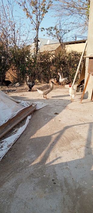 Гоз и ордак  4тасыны бырга срочно сотаман