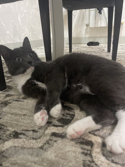 Кайфушница нереальная