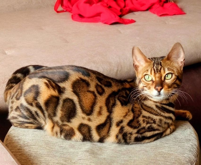 ШИКАРНЫЕ котята От Бенгалов !