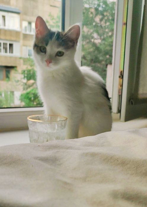 Котенок в добрые руки