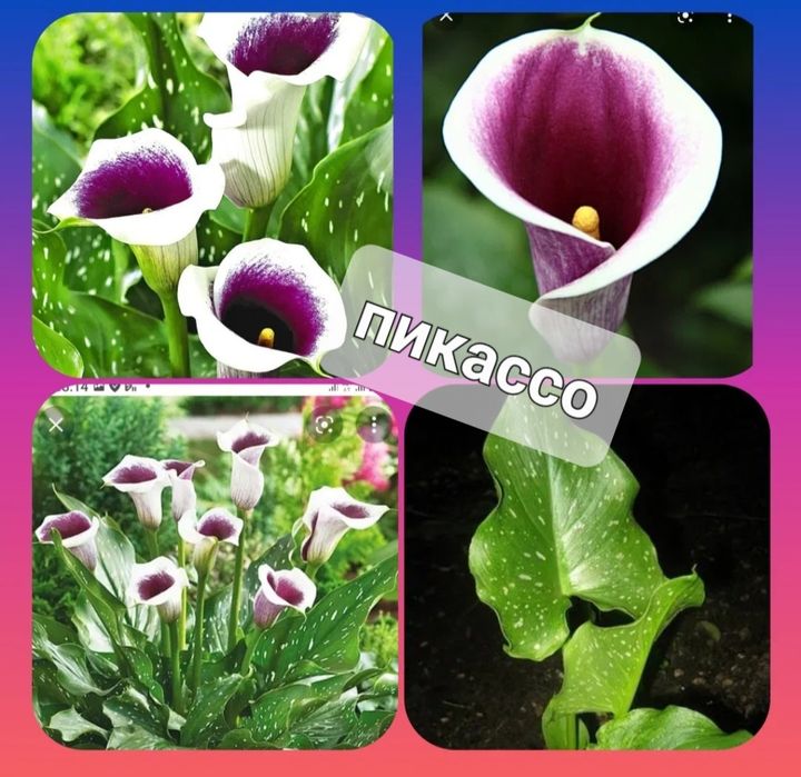 Продам клубни Каллы