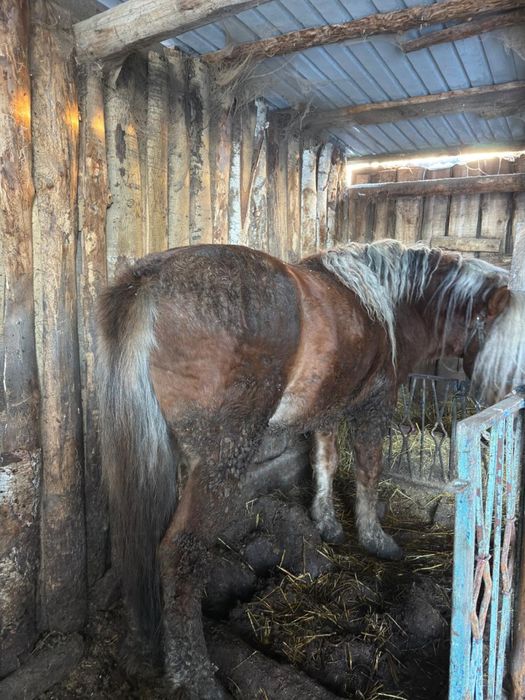 Продам мугалджар жеребец 6 лет