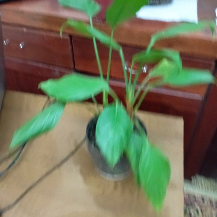 Продам цветы Аглаонема,