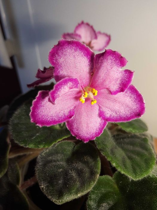 Фиалка сортовая выставочная.