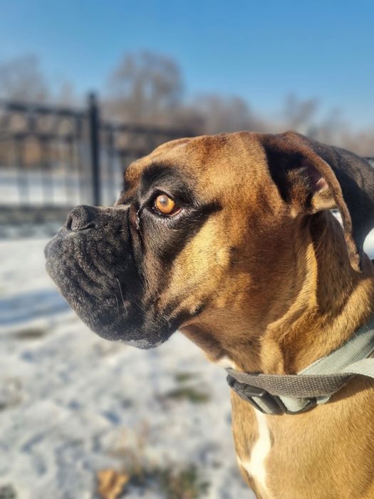 Вязка кобель немецкий боксер