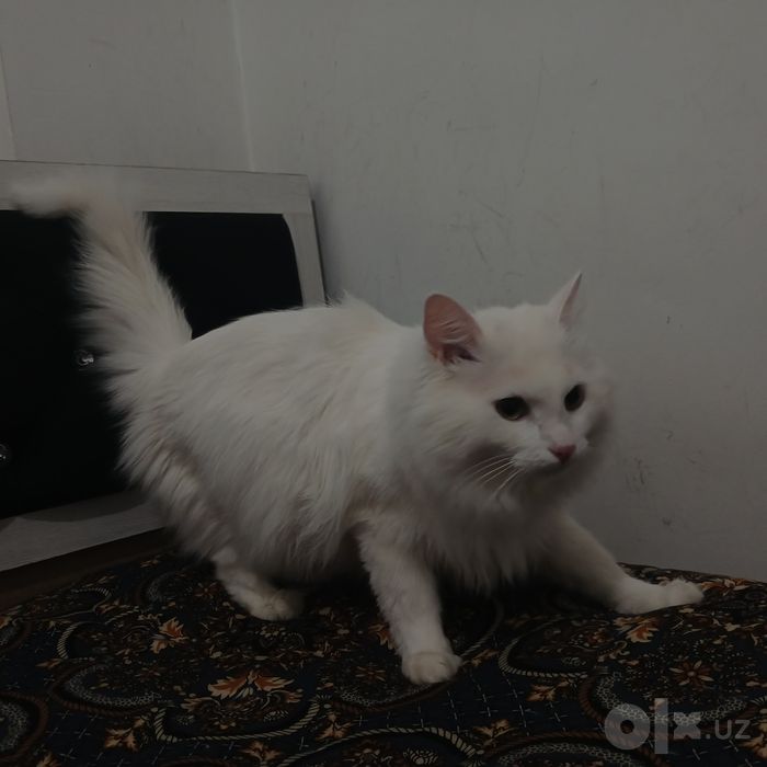 Mushuk sotiladi turetskaya angorka