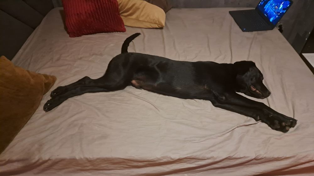 Câine spre adoptie