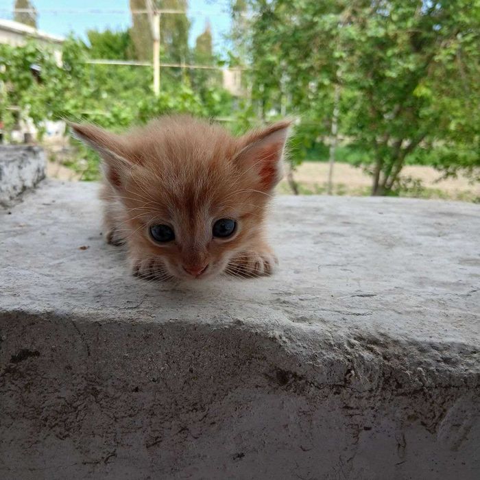 Отдам котят в хорошие руки!