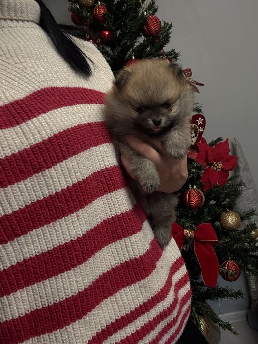 Померан две момчета и едно момиче