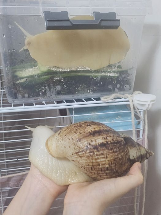 Продаю улиток Ахатина Альбино.