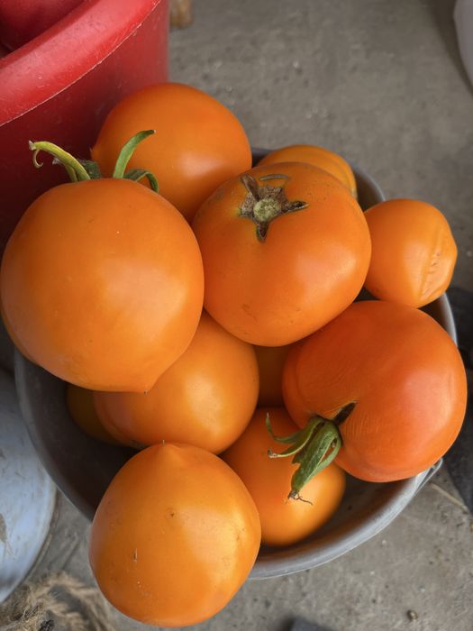 Продам помидоры домашние