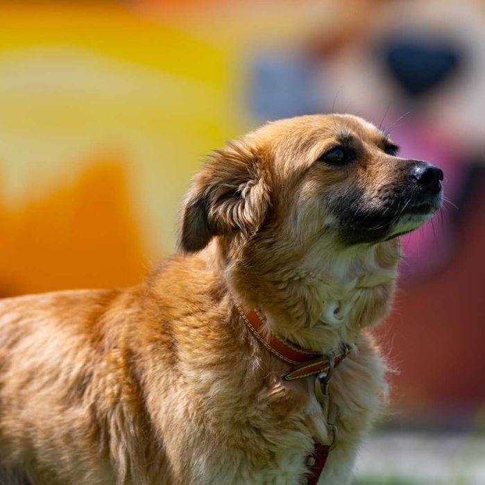 Собака (3 года) в добрые руки