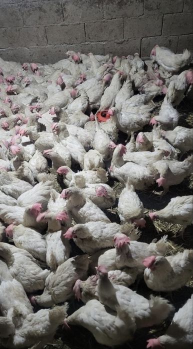 Куры декалбы несушкикуры