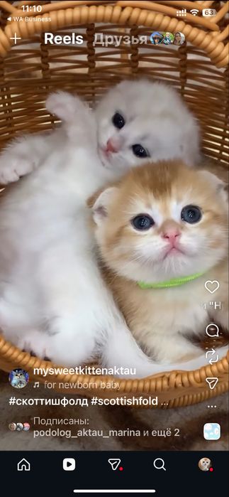 Продам золотушек шиншилок