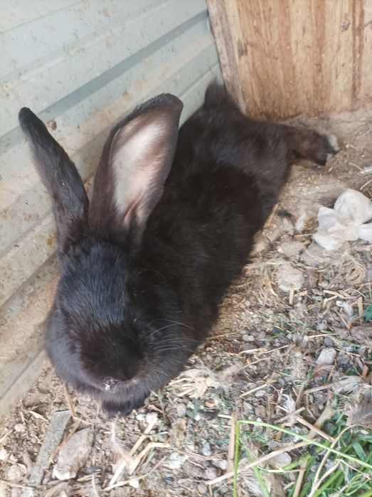 Tozza strakach erkag sotiladi 6 kilo 8 oylik