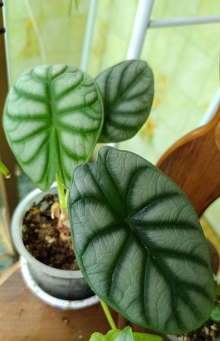 Продается Алоказия Серебряный дракон взрослое растение