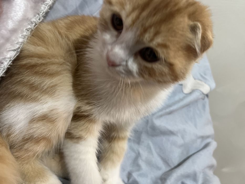 Шотландский котик Вислоуха