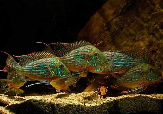 Геофагус Свени Парана