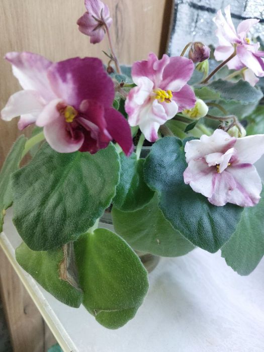 Продаю фиалки ПЕРВОЦВЕТЫ