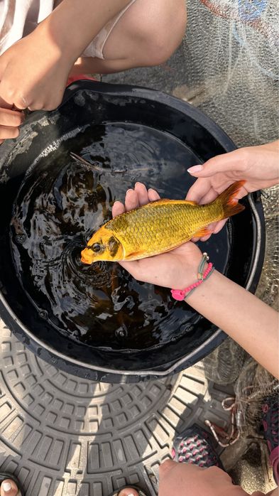 Японские Карпы Кои