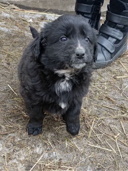 Щенок девочка! Бесплатно! Срочно!