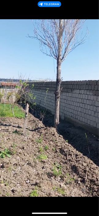 Продаеться двор  на земле