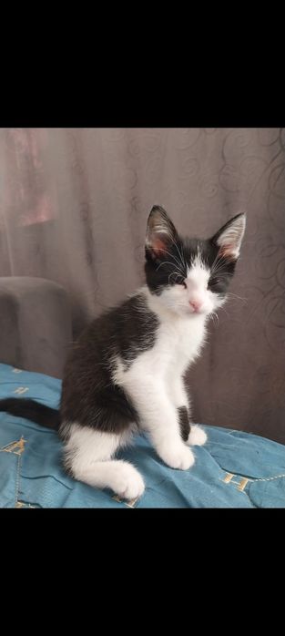 Котенок, мальчик