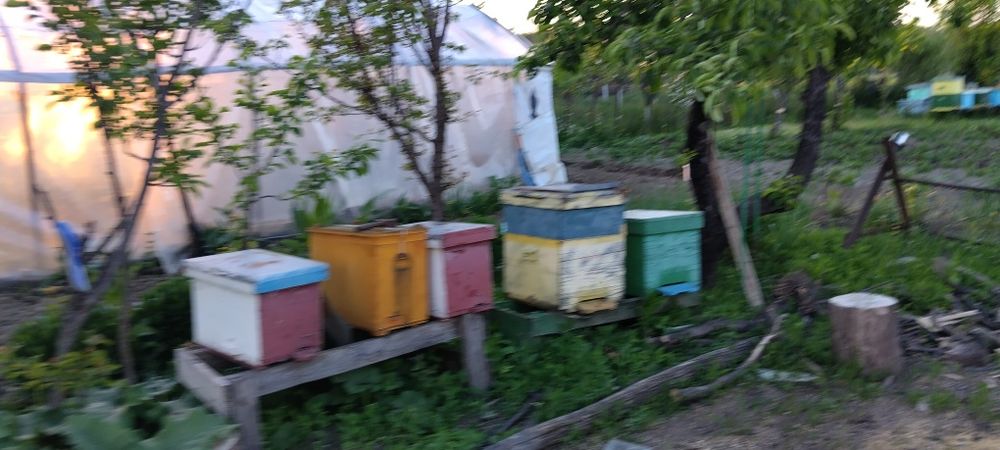 Lăzi albine / caturi / roinițe/rame 1/1  rame 1/2