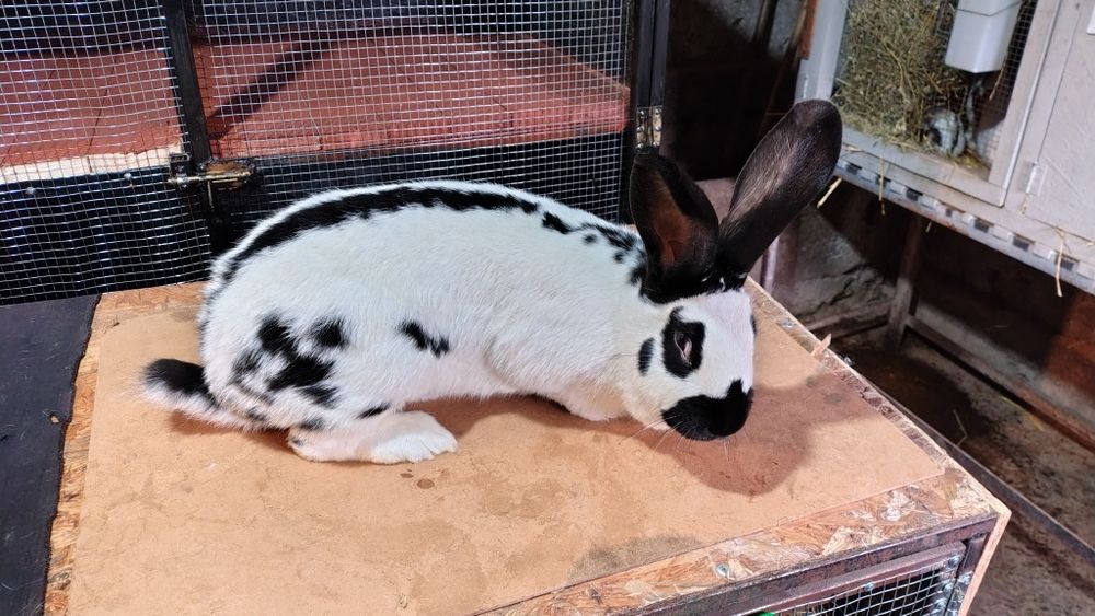 Două iepurite fluture german