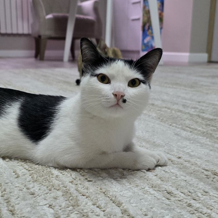 Кошечка в хорошие руки