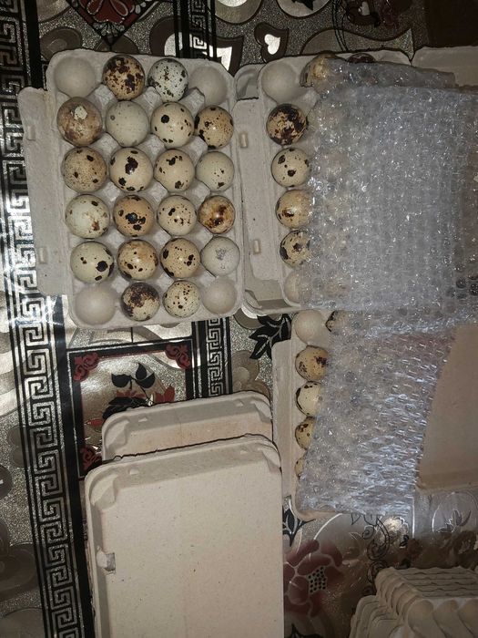 Oua de prepelita pentru incubat - Jumbo Gold Polara Japoneza Tibetana