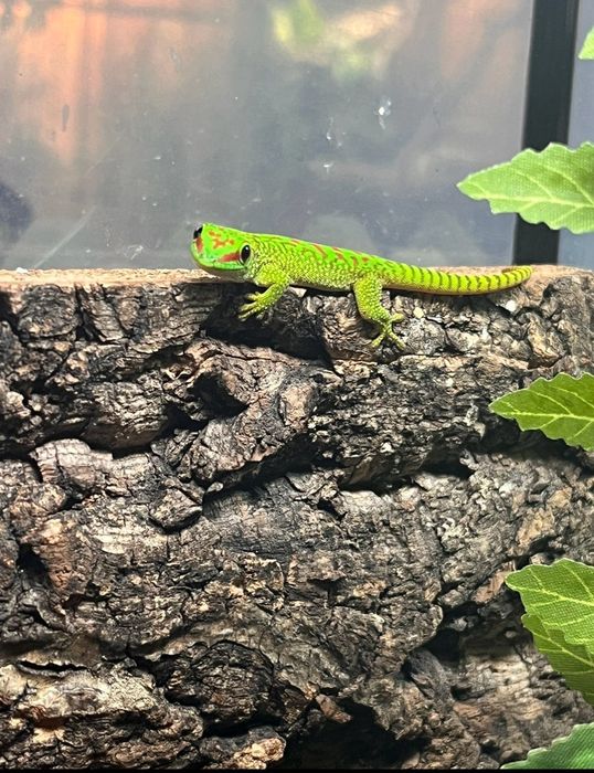 Gecko de zi / Giant Day gecko / Phelsuma grandis