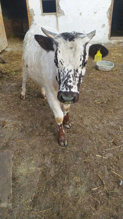 Продам телочек крепкие