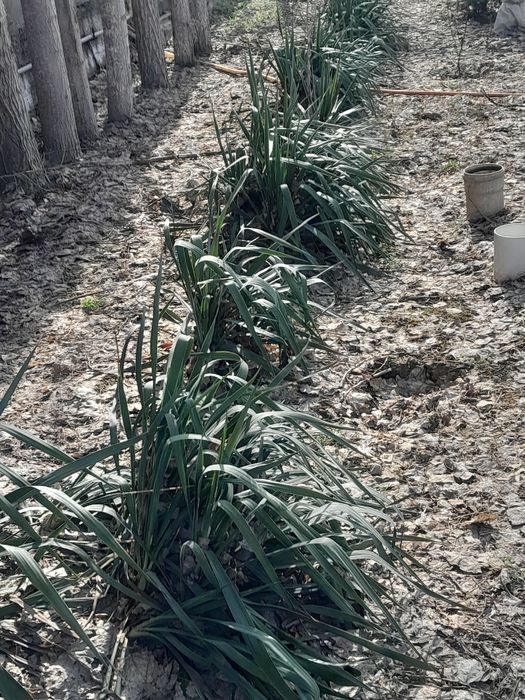 Юка декоративное растение