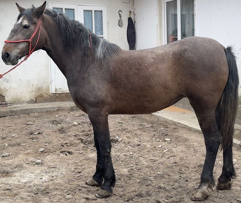 Mânză de vânzare