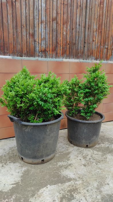 Puieți de  buxus
